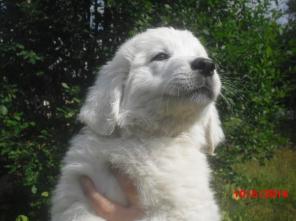 ����� �������� ������������ �������