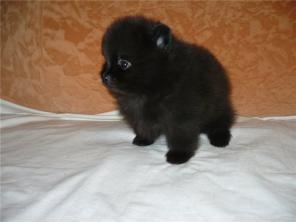 ���� ��������� ������� ������