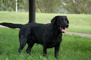 Ищет новый дом черный красавец с прекрасным характером Габи.