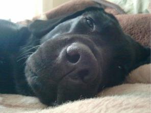 Ищет новый дом черный красавец с прекрасным характером Габи.