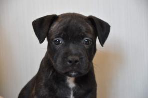 ��������������� ���������� ����� / ������