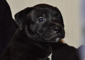 ��������������� ���������� ����� / ������