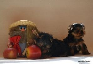 ����� ������������ �������!