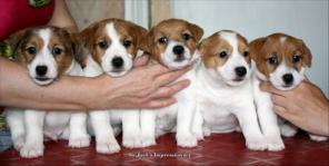 ����� ���� ������� �������