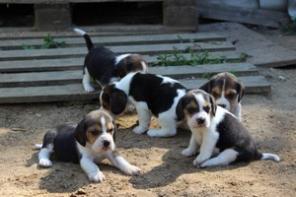 Продаются щенки Бигля