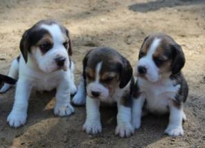 Продаются щенки Бигля