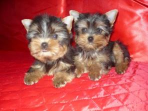 ����������� ������ - �����  -  ������������  ����� !