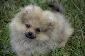 ���� ����������� ���� ������ �������.���