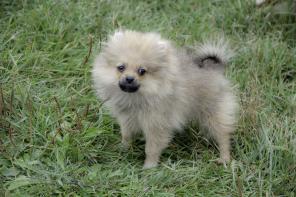 ���� ����������� ���� ������ �������.���