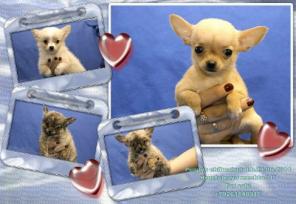 ������ ����� ��� ���