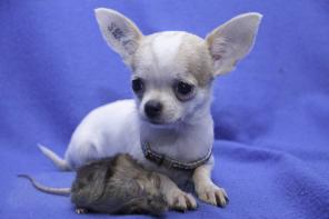 ������ ����� ��� ���