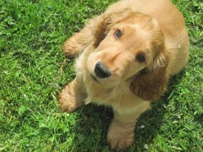 ����� �����������-����� ��������