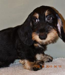 ������� �������������� ������ ������������� �����