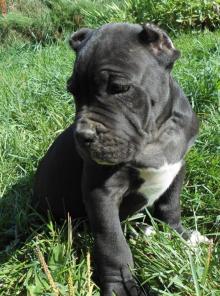 ���� ����� �����