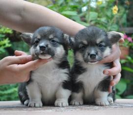 ������� ����� ����� �������