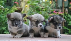 ������� ����� ����� �������