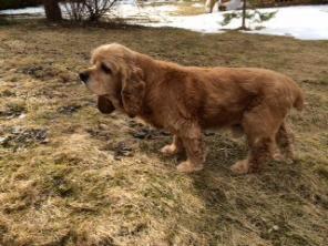 Ը���, ������������ �����-�������� � ���