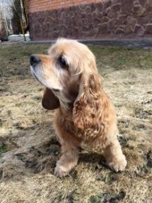 Ը���, ������������ �����-�������� � ���