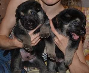 �������������� ����� ���, �������� ���