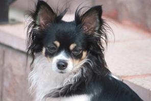 ������� ������� ������ �������� �����-�����