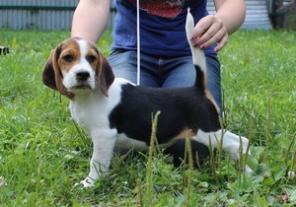Продаются щенки Бигля