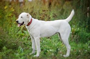 ����.��������� �������� � ���