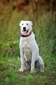 ����.��������� �������� � ���