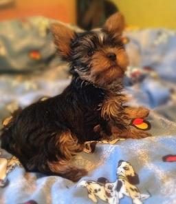 ����������� ������ ��������