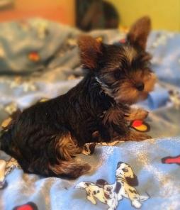 ����������� ������ ��������