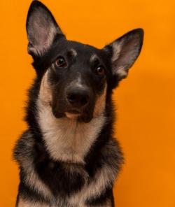 Безупречное воспитание и прекрасный характер! Собака в дар.