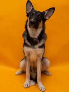 Безупречное воспитание и прекрасный характер! Собака в дар.