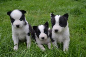 ����� �������� �����