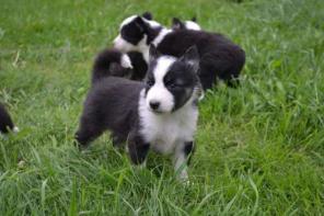 ����� �������� �����