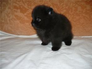 Мини Медвежата Черные и Рыжие