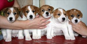 ����� ���� ������� �������