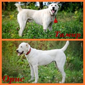 ������� ���� ������� � ���