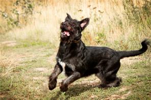 �����. ����� �������.2,5�. ������ ��������.