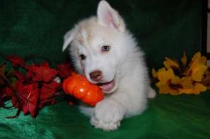 ����� ��������� �����