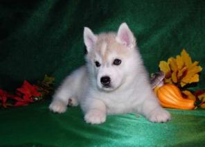 ����� ��������� �����