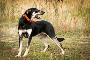 �������� - ������������� ������ � ���.