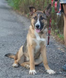 Ваш лучший друг и сторож ждёт Вас!