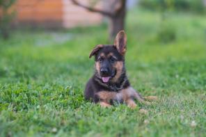 ����� �������� �������