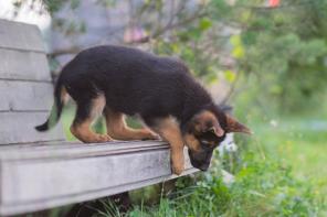 ����� �������� �������