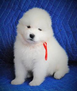 щенки самоеда