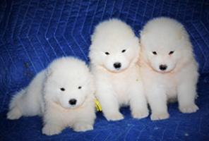 щенки самоеда