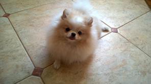 ������� ������ (����������� ����).