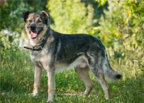 ������ - ������ ���� � ���.