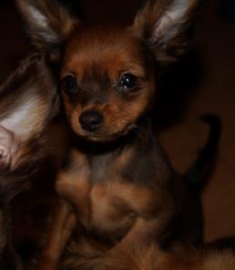 ����� �������� ��� 2 ���.