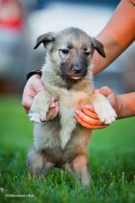 ������������� ����� � ���