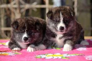 ������������� ����� �����-���, �������� �����